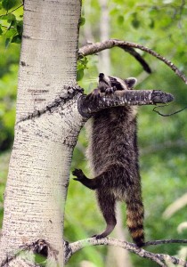 tree-raccoon3